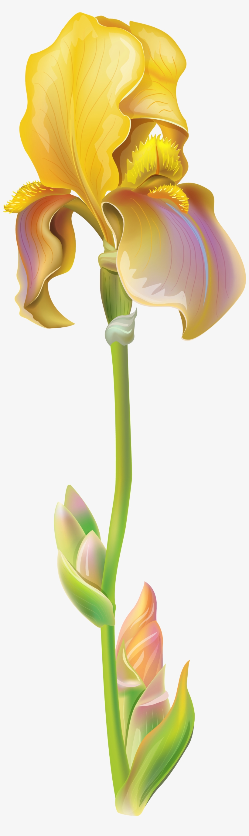 White Iris Flower Png, transparent png download