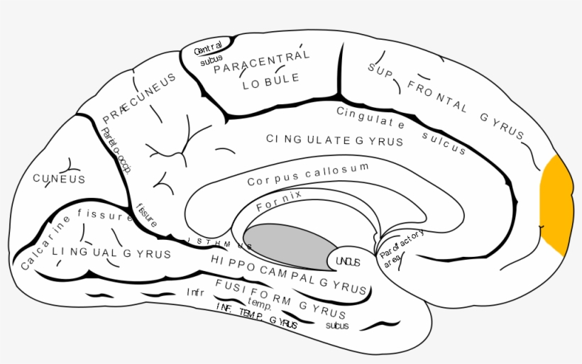 Gray727 Frontal Pole - Frontal Pole, transparent png download