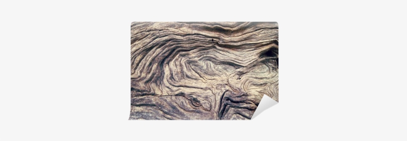 Svg Stock Bark Tree Wall Mural Pixers We Live - Det Judiska Hörnet : En Del Av Min Släkt - Av Janken, transparent png download