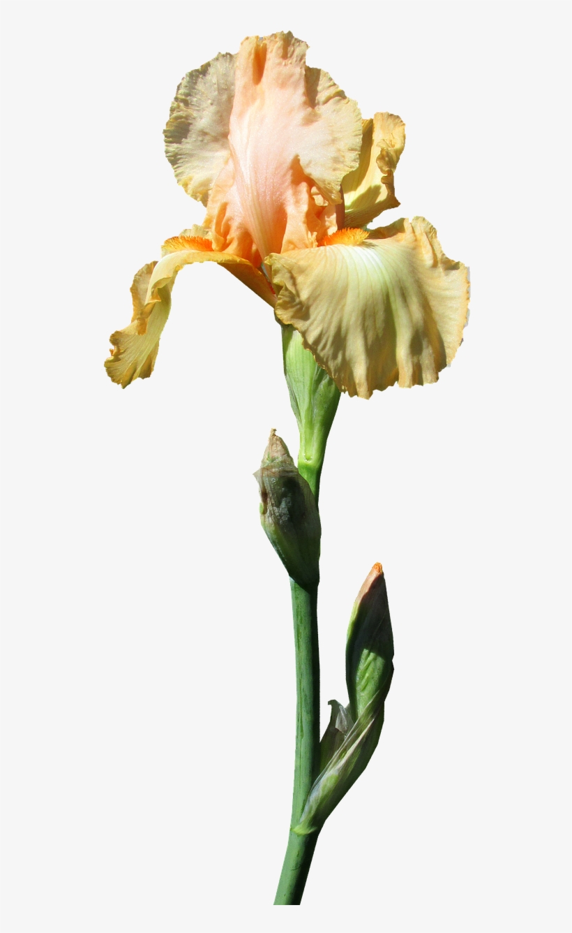 Iris Yellow Stem - Photograph, transparent png download