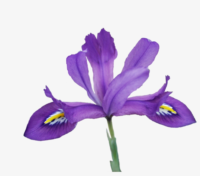 Png, Scentsational2 - Iris Versicolor Transparent, transparent png download