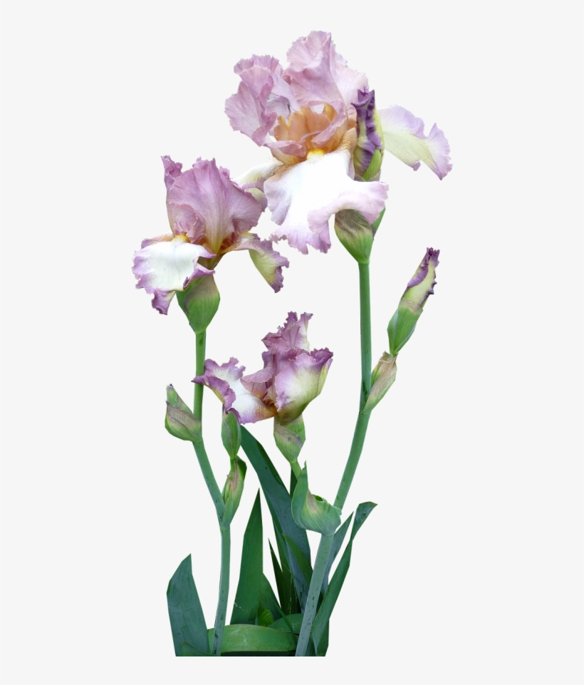 Iris,plant,mauve,pink - Iris With Transparent, transparent png download