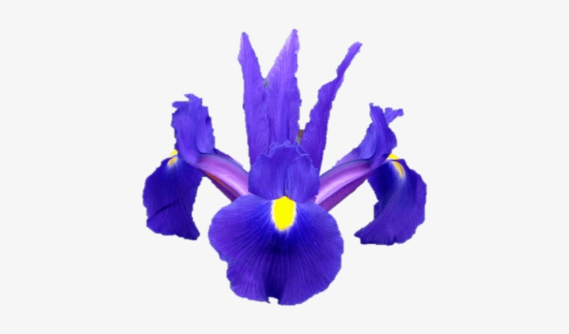 Iris × Hollandica, transparent png download