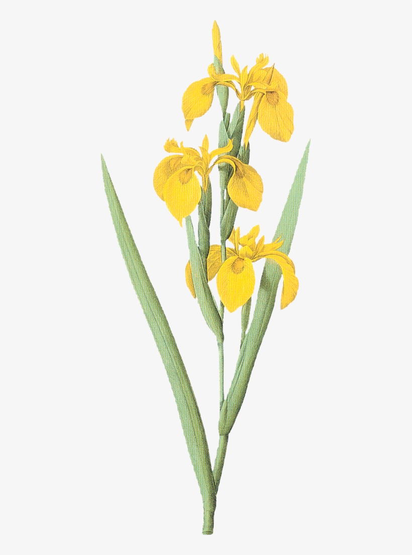 Iris Drawing Botanical Illustration - Yellow Flag Iris Drawing, transparent png download
