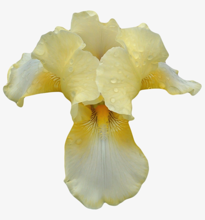 Tom Ford Orchid Soleil Png, transparent png download