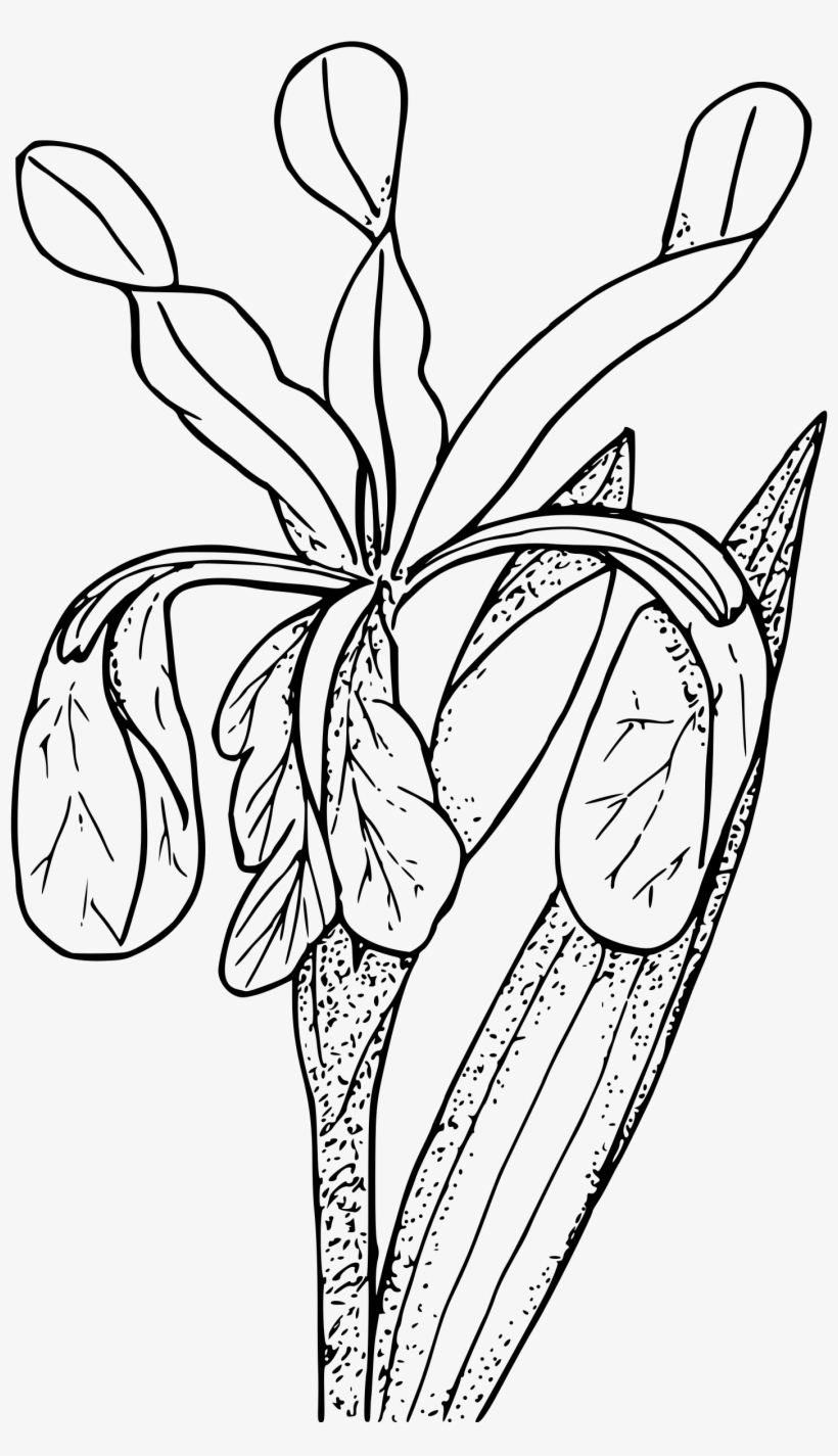 Big Image - Coloring Page, transparent png download