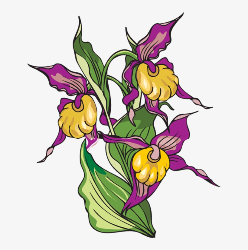 Iris Flower Clipart - Clip Art, transparent png download
