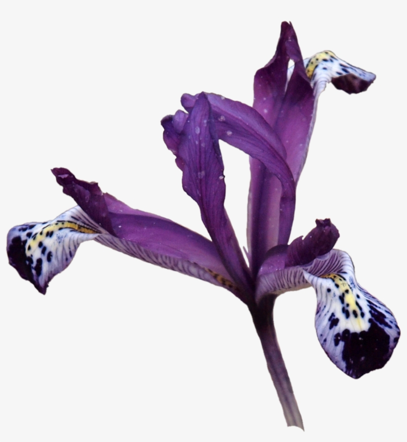 Png, Spoton2 - Iris Versicolor, transparent png download