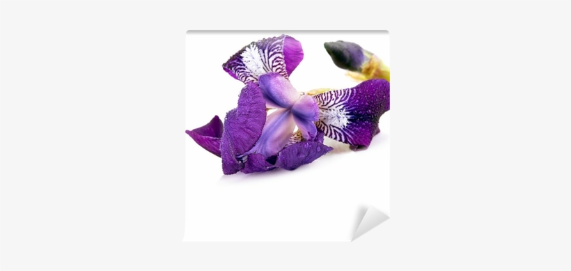 Irises, transparent png download