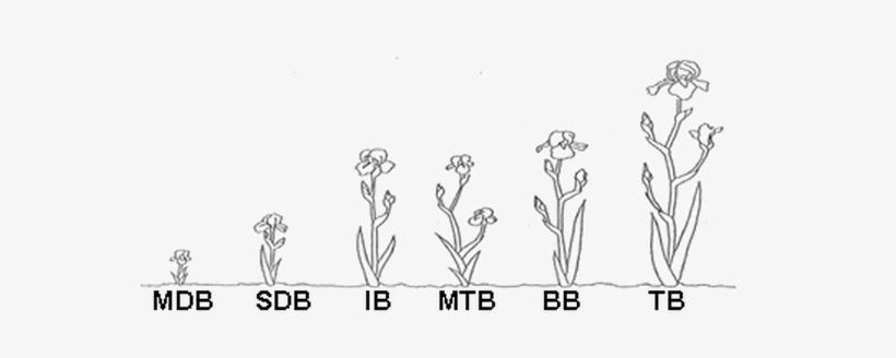 Iris Flower Drawing, transparent png download