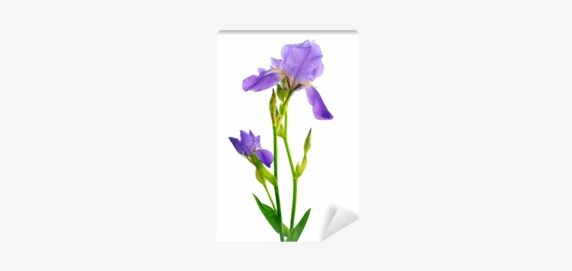 Beautiful Iris Flower Isolated On The White Wall Mural - Algerian Iris, transparent png download