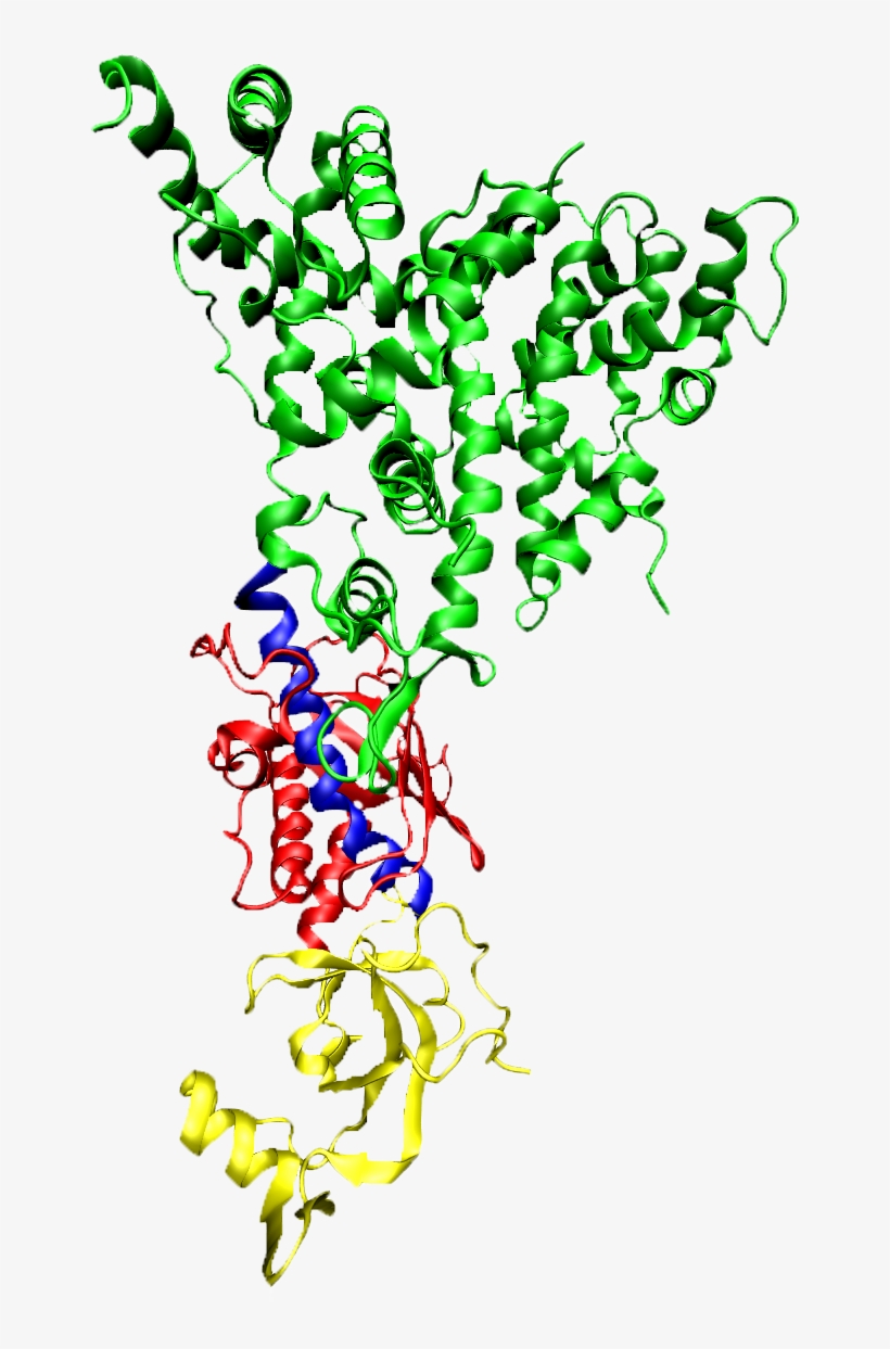 2ffl By Domain Transparent - Dicer Protein, transparent png download