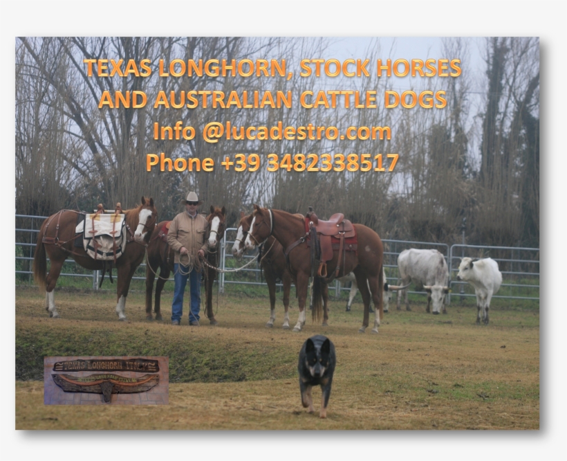 Texas Longhorn, Stock Horses And Australian Cattle, transparent png download