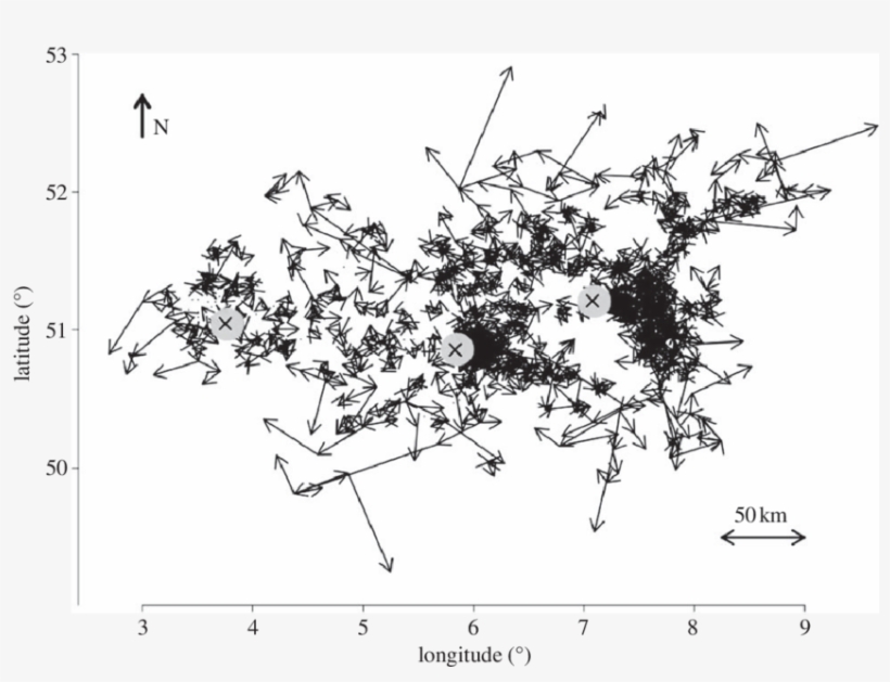The Arrows Show The Direction Of Infection Movement - Diagram, transparent png download