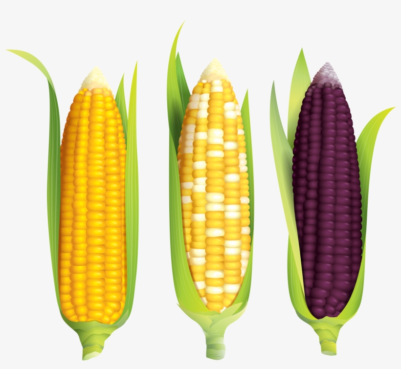 Maize, transparent png download