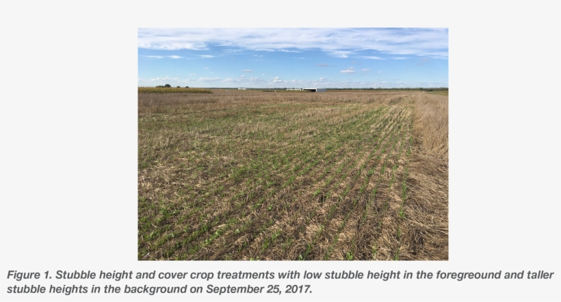 The Winter Hardy Cover Crop Was Terminated With Roundup - Field, transparent png download