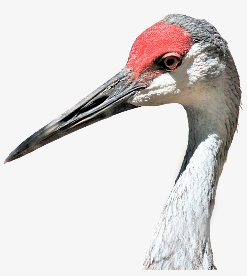 Learn More - Sandhill Crane, transparent png download