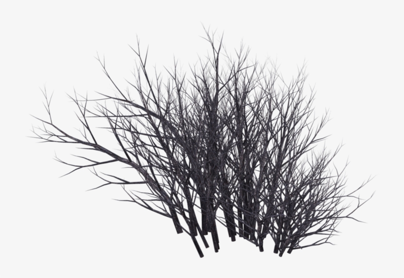 Winter Bush 09 By Wolverine04 - Desert Bush Png, transparent png download