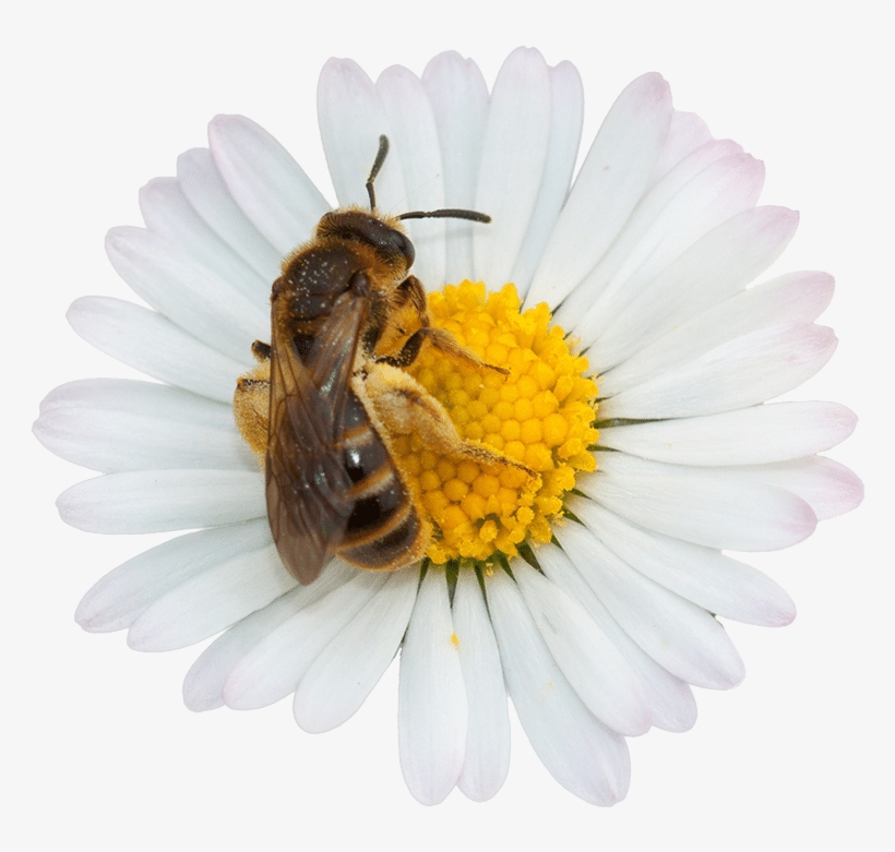 Kaleidoko - Intelligence - Transformation - Strategy - Pollen, transparent png download