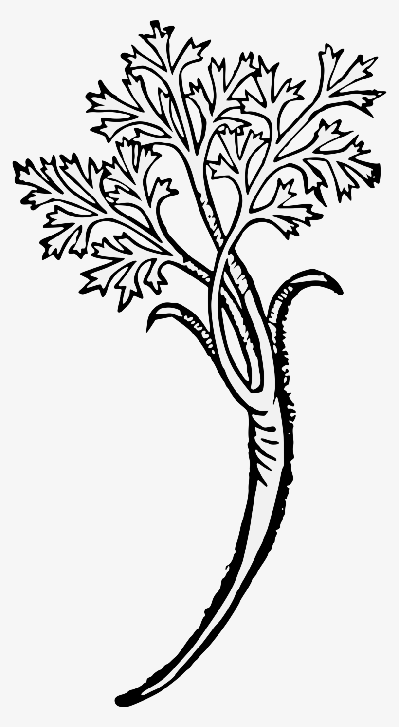 Carrot, transparent png download