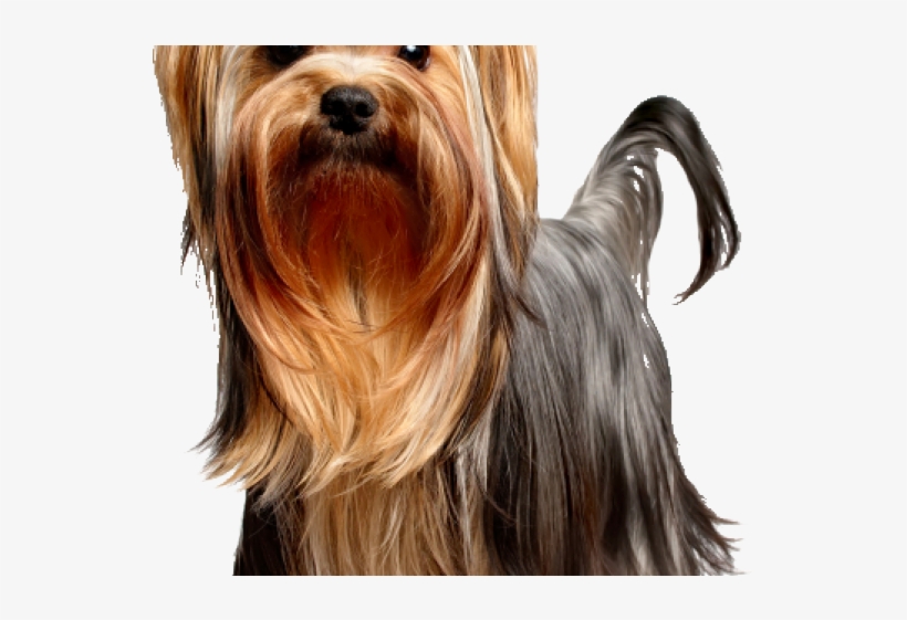 Yorkies Clipart Yorkie Dog - Yorkshire Terrier Png, transparent png download
