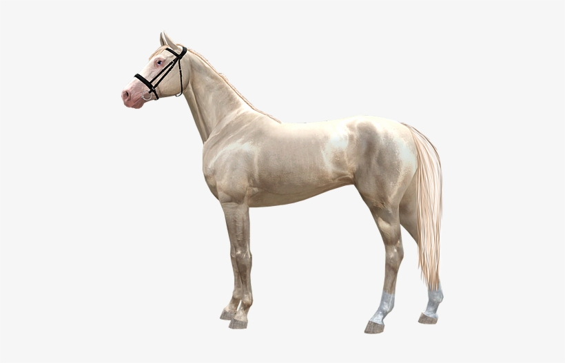 Home - Stallion, transparent png download