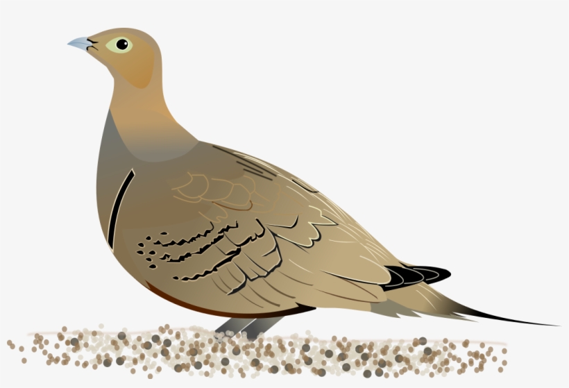 Christian Dove Clipart - Sand Grouse Diagram, transparent png download