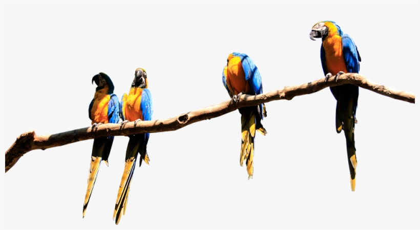 Parrots, Branch, Isolated, Parrot, Bird, Plumage, Birds - Macaw, transparent png download