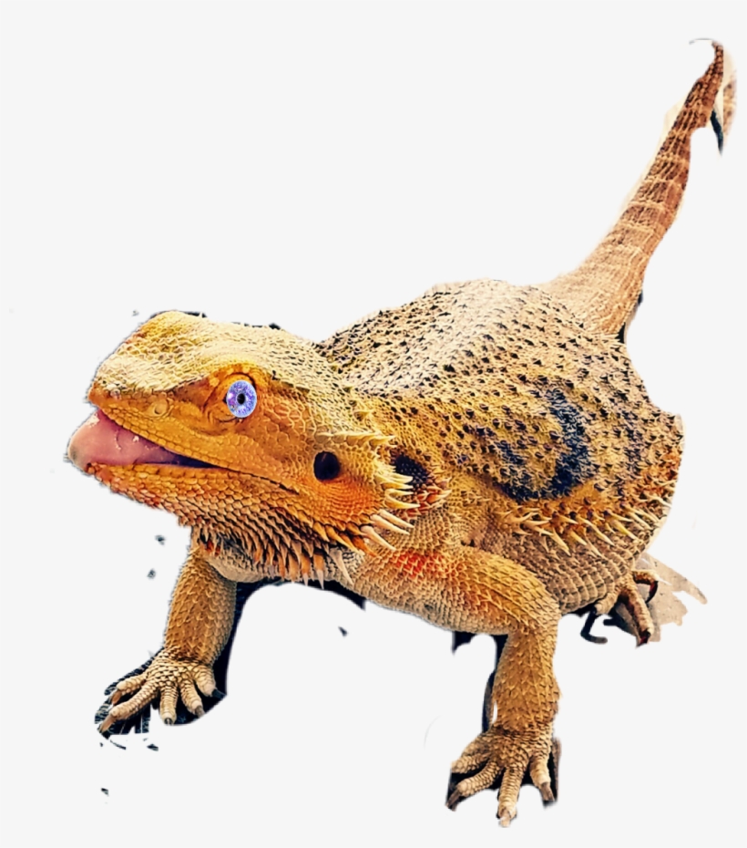 Greater Short-horned Lizard, transparent png download