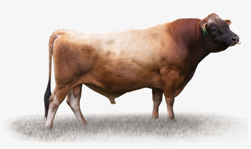 Lynbrook Gg Quicksilver - Bull, transparent png download