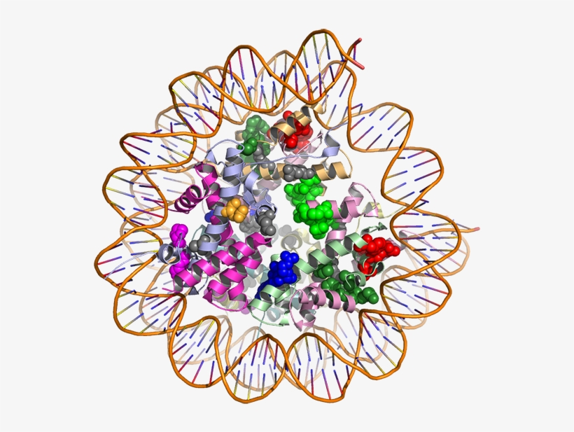 3-d View Of Mutations May Identify Potential Targets - Cancer Proteins, transparent png download