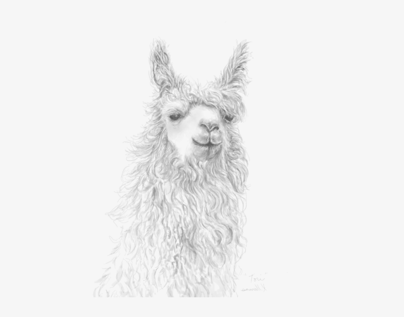 Bleed Area May Not Be Visible - Llama, transparent png download