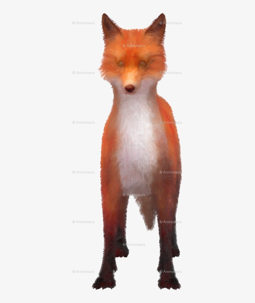 Red Fox, transparent png download