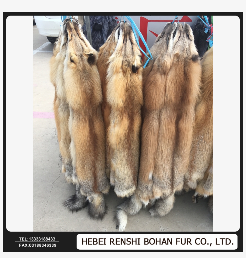 Red Fox Fur Skin / Natural Red Fox Fur / Real Red Fox - Carnivore, transparent png download