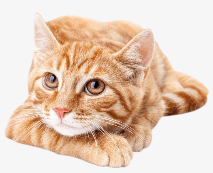 Orangecat Cute Orange Tabby Cat Transparent PNG 894x691 Free 