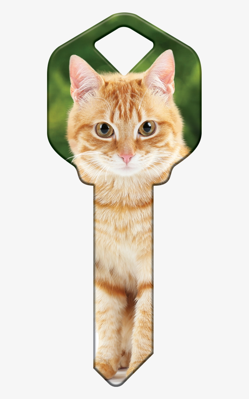 Hk66 - Orange Tabby - Hk66-can - Cat With A House Key, transparent png download