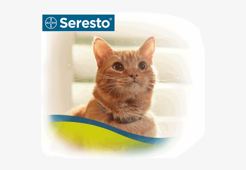 seresto kitten