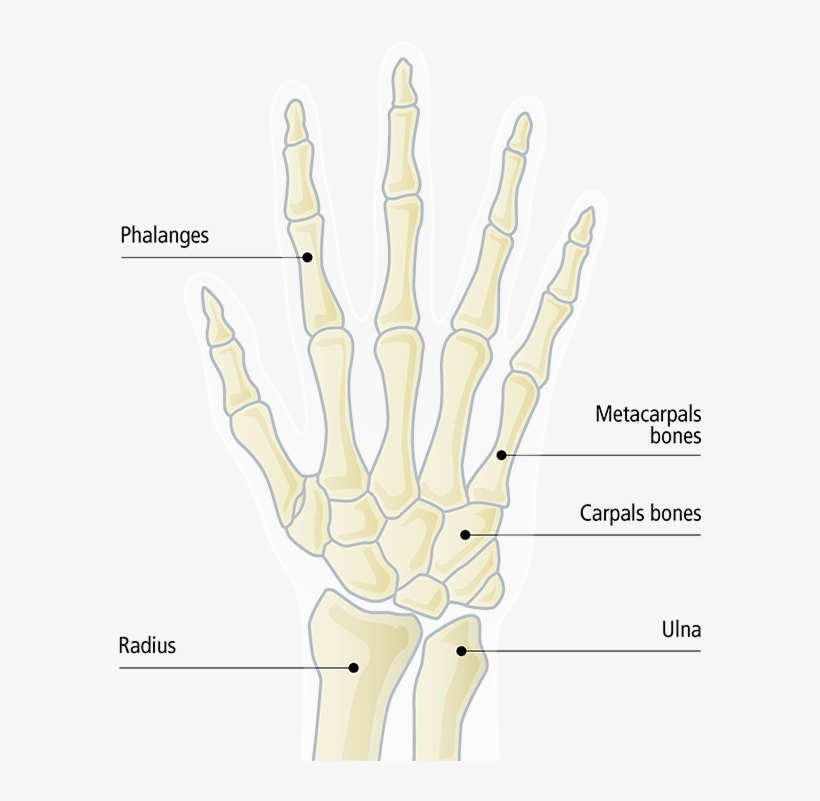 Bones Of The Forearm - Radiography, transparent png download