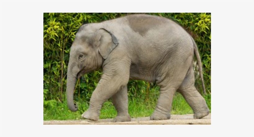 No More Elephants To Be Enslaved By Indian Circuses - Elephant, transparent png download