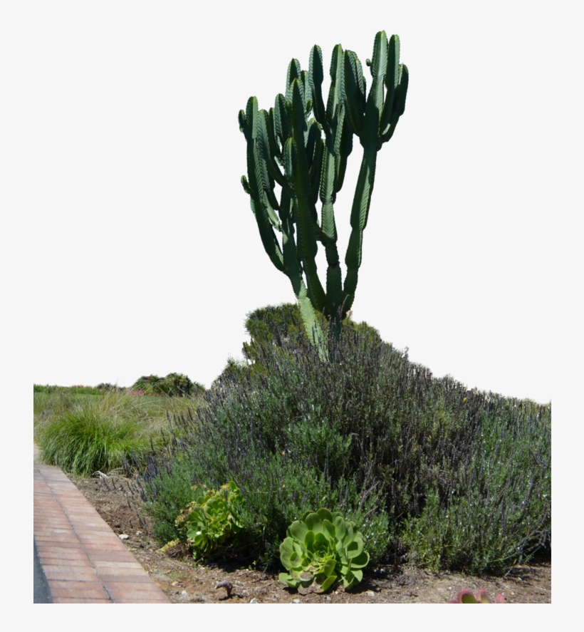 Tropical Cactus Garden Stock Photo Png By - Cactus Garden Png, transparent png download
