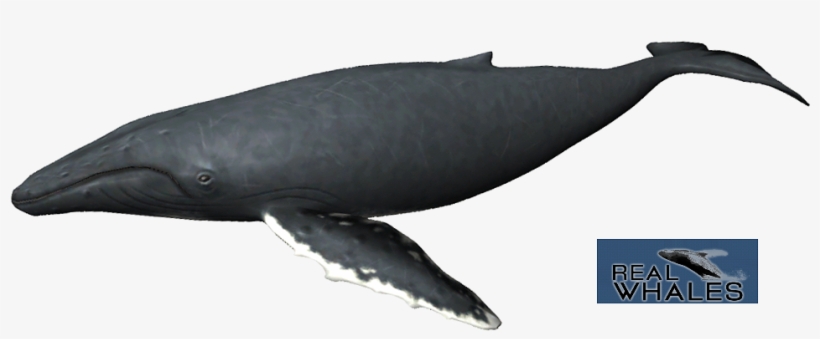 Humpback Whale Png - Humpback Whale Transparent, transparent png download