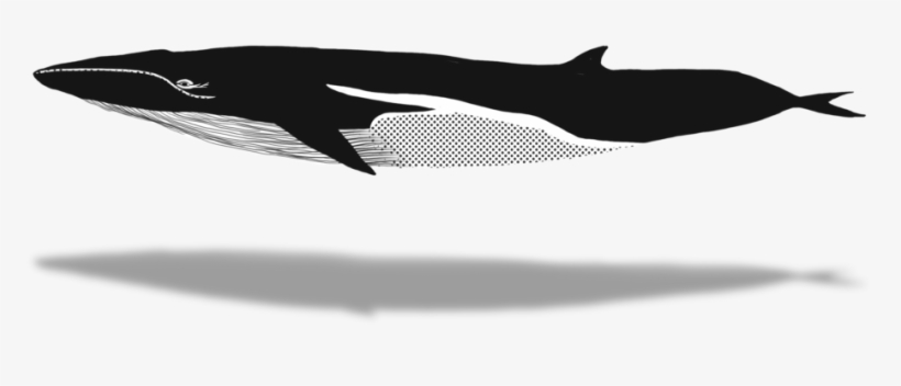 1024 X 640 5 - Humpback Whale, transparent png download