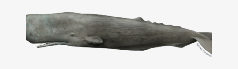 Humpback Whale Clipart Whale Head - Driftwood, transparent png download