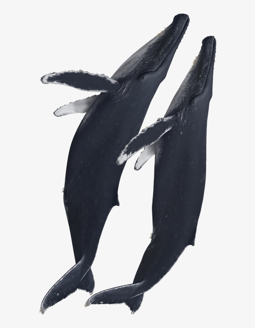 Humpback Whales - Plush, transparent png download