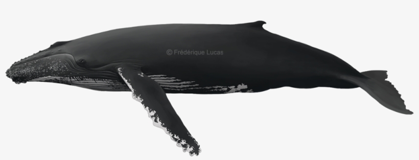 Post Navigation - Stole, transparent png download