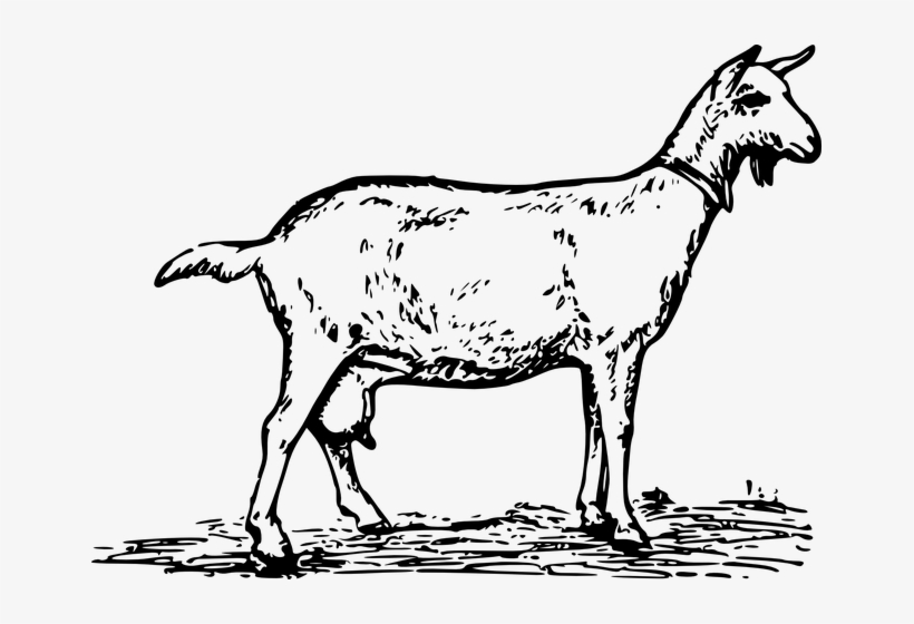 Sid Y Messages Sticker-8 - Nanny Goat Clip Art, transparent png download