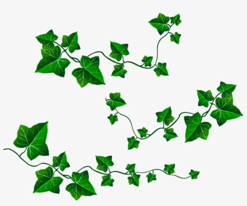 Vine Transparent - Clipart Vines And Leaves, transparent png download