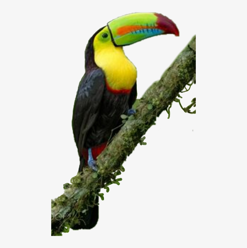 Bird, transparent png download