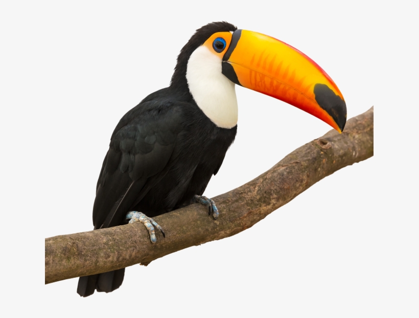 Muchas Gracias Por Ponerse En Contacto - Toucan White Background, transparent png download