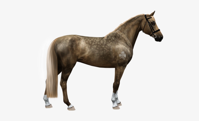 Wdkh Diandra - Horse, transparent png download